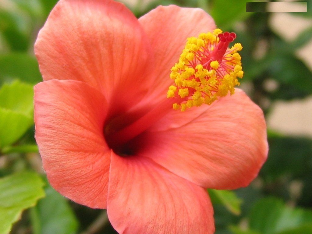 Hibiscus (Orange) - Plant